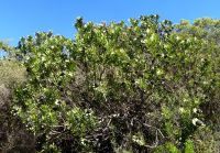 Leucadendron pubescens female bush