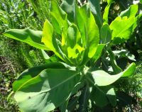 Othonna parviflora leaves