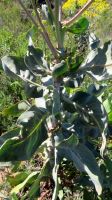 Othonna parviflora leafy stem