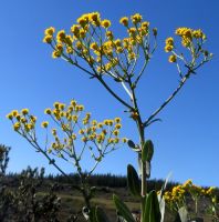 Othonna parviflora inflorescence