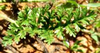 Pelargonium longicaule leaf