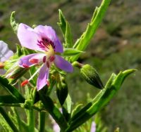 Pelargonium scabrum flower anthers, no stigma