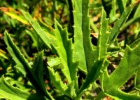Pelargonium scabrum leaf detail