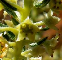 Phylica villosa flower