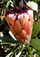 Protea laurifolia flowerhead
