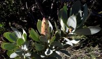 Protea laurifolia stem-tips
