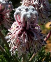 Serruria aitonii flowerhead