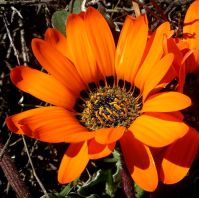 Arctotis fastuosa orange flowerhead