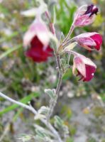 Hermannia flammula old flowers raised