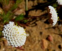 Cotula laxa flowerheads