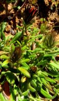 Gorteria diffusa subsp. diffusa bud stages