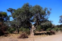 Xanthocercis zambesiaca, a nyala tree getting old