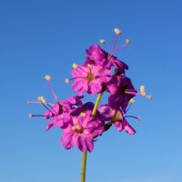 Commicarpus pentandrus flowers