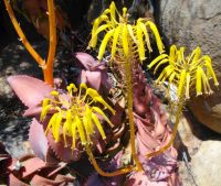 Aloe pearsonii yellow flowers