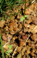 Hemimeris sabulosa small stem-leaves