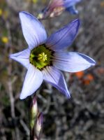 Ixia rapunculoides flower