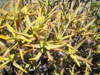 Aloidendron ramosissimum