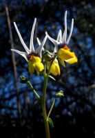 Nemesia cheiranthus majestic flowers