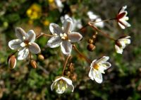 Pharnaceum aurantium flowers