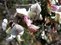 Wiborgia tenuifolia flowers