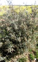 Wiborgia tetraptera bush