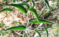 Asparagus asparagoides leaves