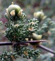 Asparagus capensis green fruit