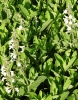 Salvia repens