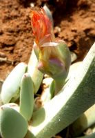 Cheiridopsis denticulata flower re-opens daily
