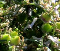 Cyphia crenata green fruit