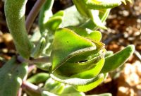 Didelta carnosa var. carnosa bracts around a bud