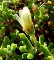 Drosanthemum schoenlandianum closed flower