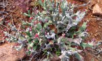 Euphorbia hamata young shrub