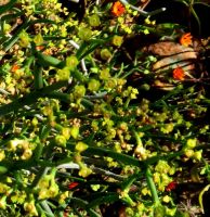 Euphorbia burmannii small bisexual false flowers
