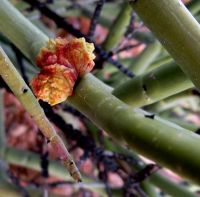 Euphorbia spinea and parasite