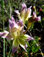 Gladiolus scullyi flower