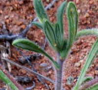 Gorteria diffusa subsp. calendulacea stem-tip leaves