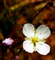 Heliophila collina flower