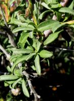 Hermannia trifurca leaves