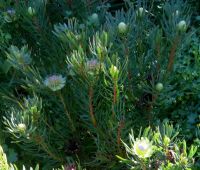 Protea scolymocephala stem-tips