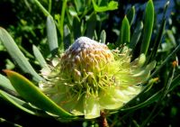 Protea scolymocephala florets transforming