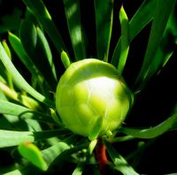 Protea scolymocephala bud