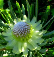 Protea scolymocephala head flowering