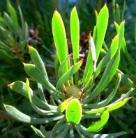 Protea scolymocephala stem-tip leaves