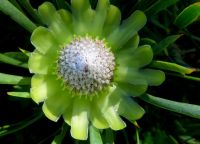 Protea scolymocephala appeal to the sweet tooth