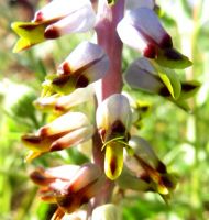 Lachenalia mutabilis flowers