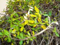 Fockea edulis leaves