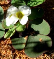 Oxalis ambigua flower