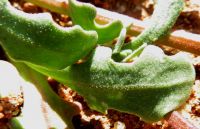 Dimorphotheca sinuata leaf backs