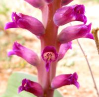 Lachenalia carnosa flowers